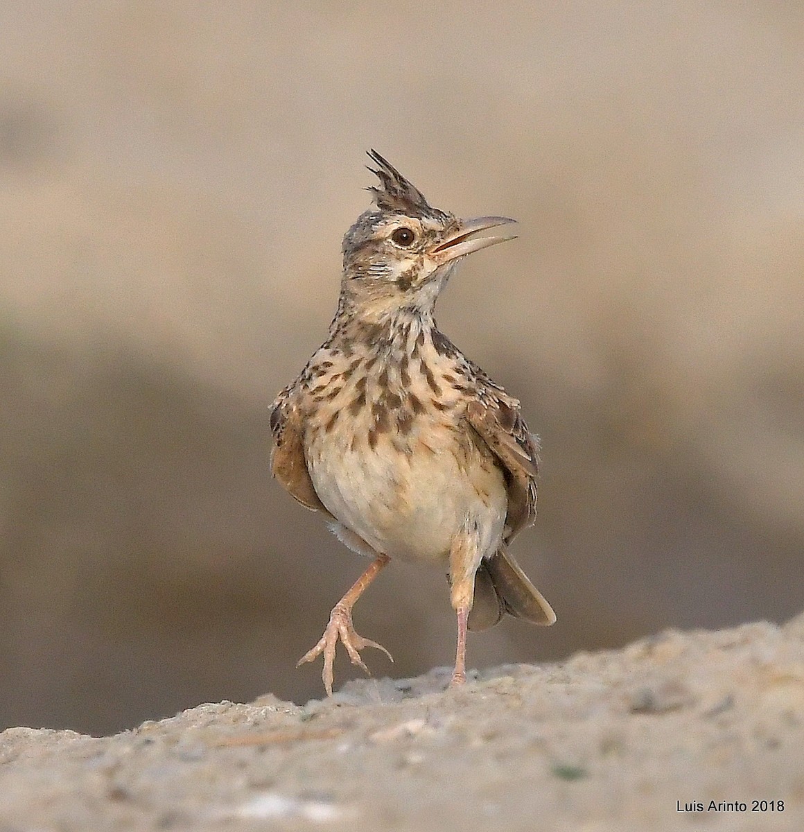 Crested Lark - Luis Arinto