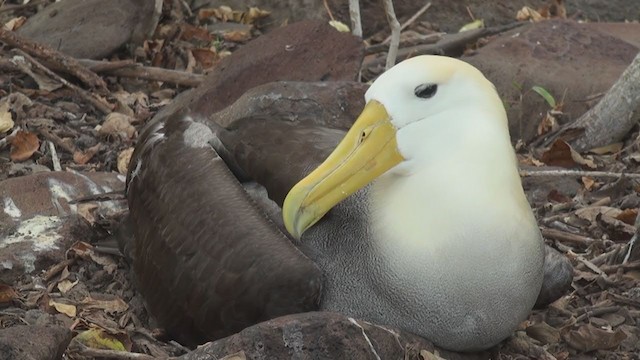 Waved Albatross - ML293135831