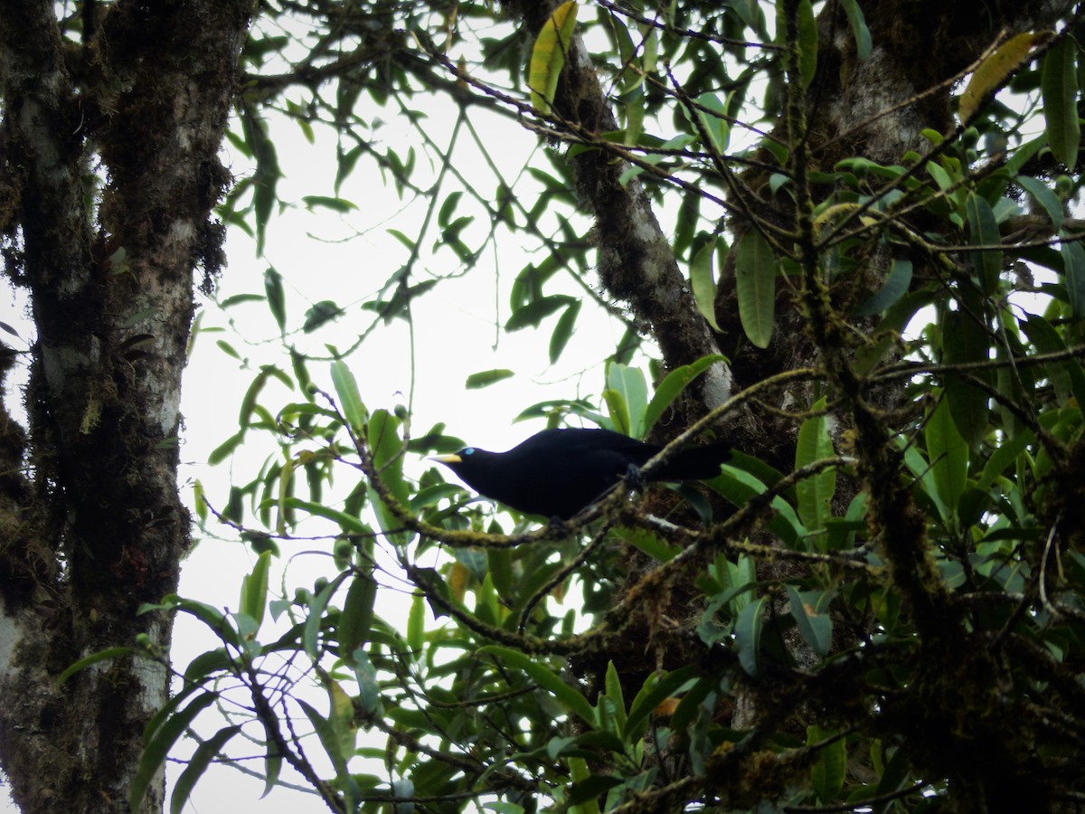 Scarlet-rumped Cacique (Subtropical) - ML293135851