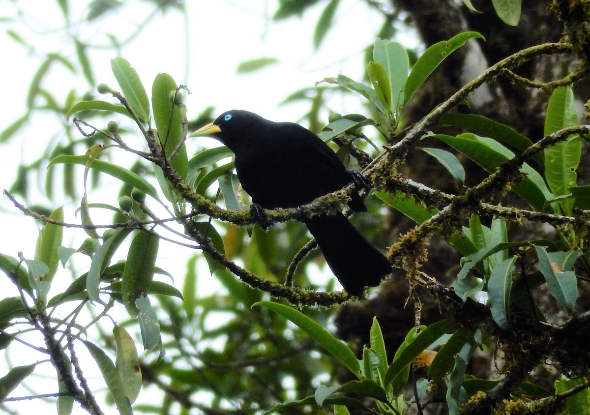 Scarlet-rumped Cacique (Subtropical) - ML293136161