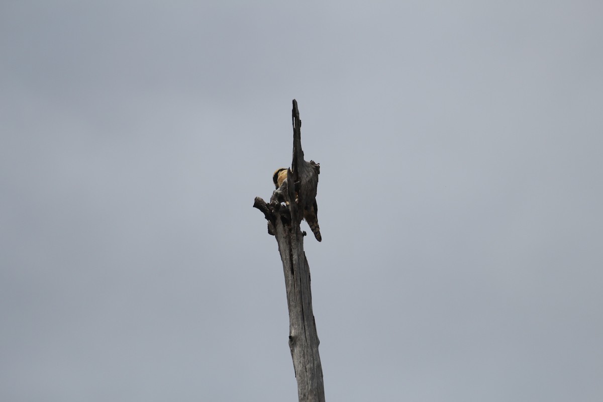 Laughing Falcon - ML293136191