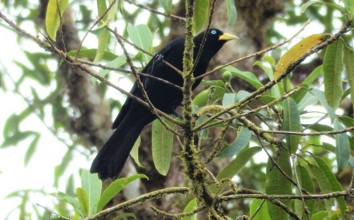 Scarlet-rumped Cacique (Subtropical) - ML293136421