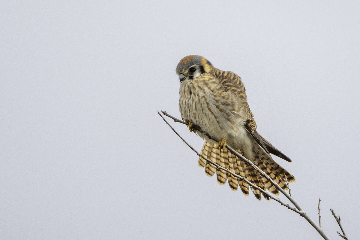 American Kestrel - Thomas Creel
