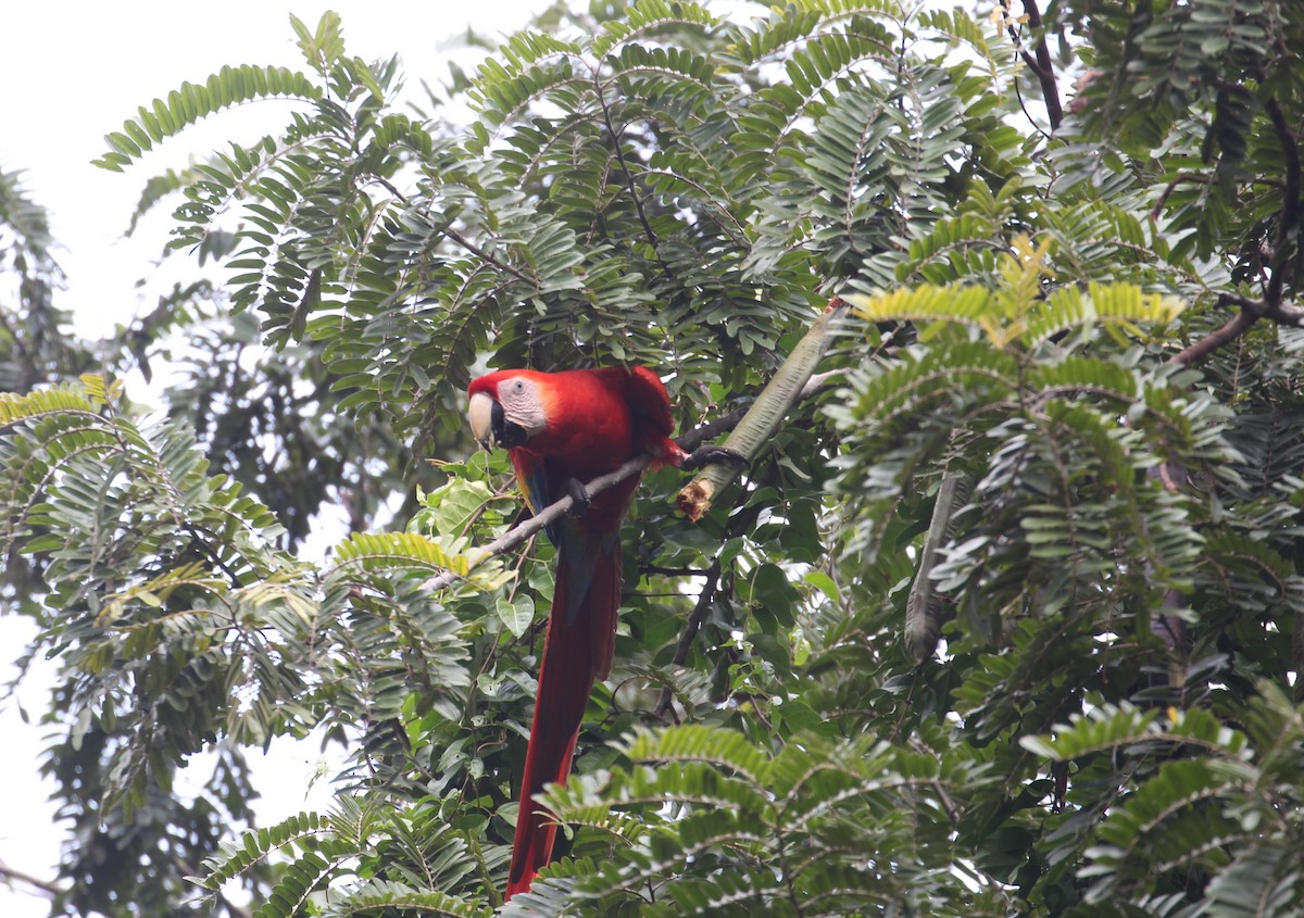 Scarlet Macaw - ML293137501