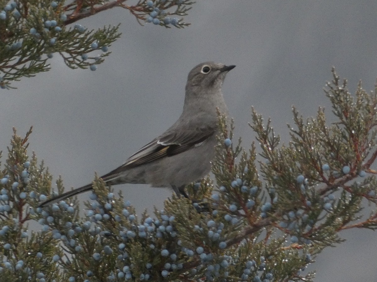 Townsend's Solitaire - ML293137581