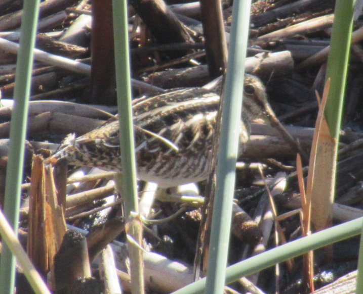 Wilson's Snipe - ML293138221