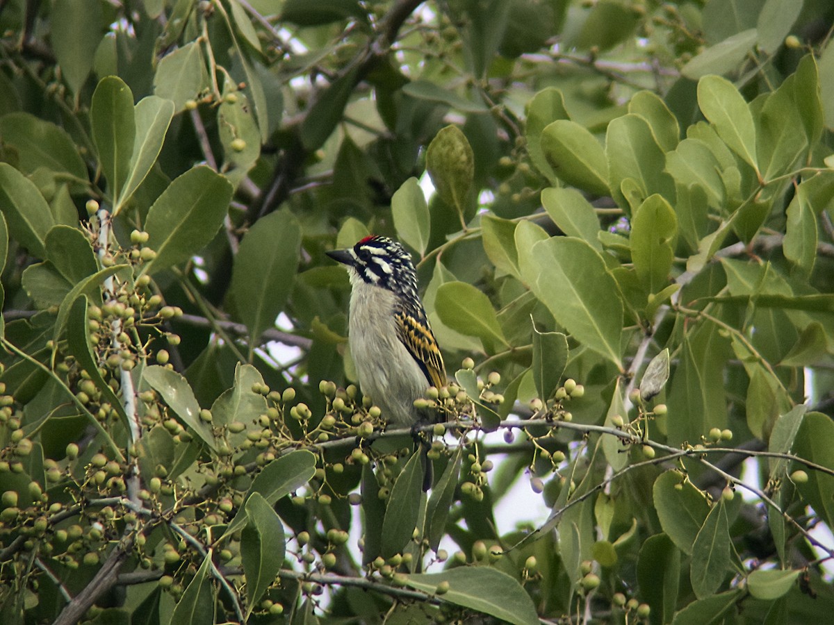 Red-fronted Tinkerbird - ML293139291