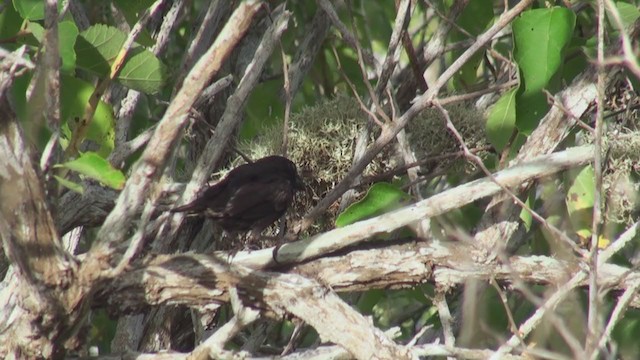 Española Ground-Finch - ML293141291