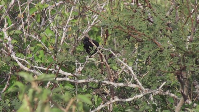 Española Ground-Finch - ML293142841