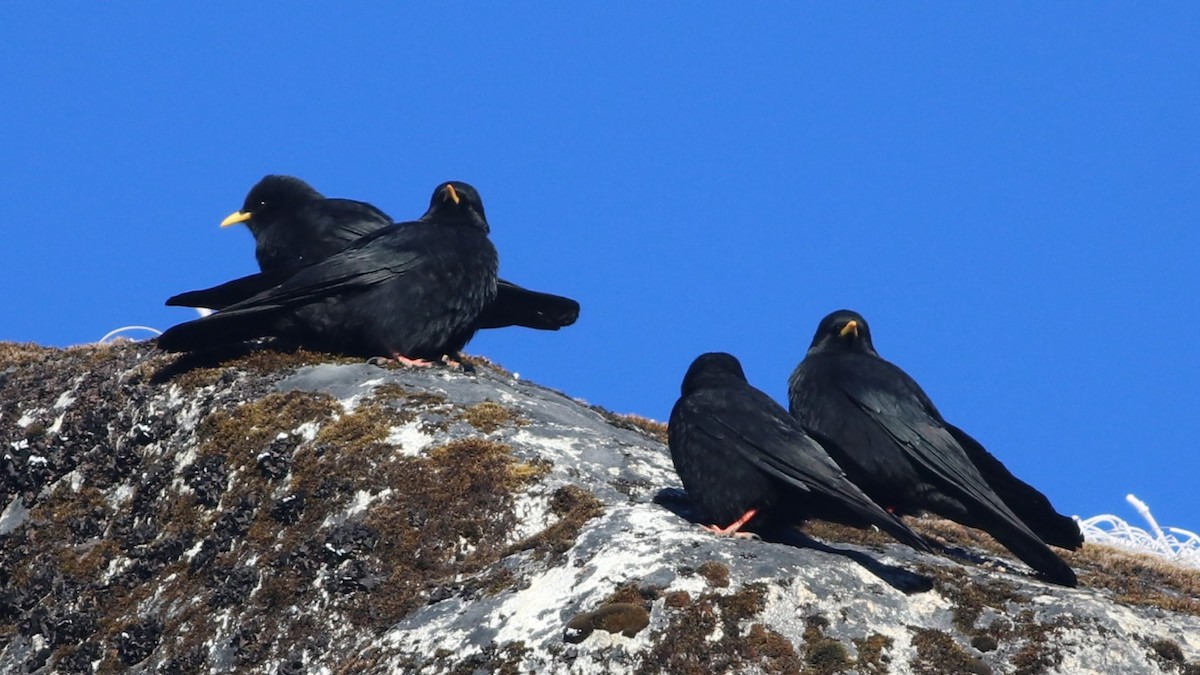 Yellow-billed Chough - Dibyendu Ash