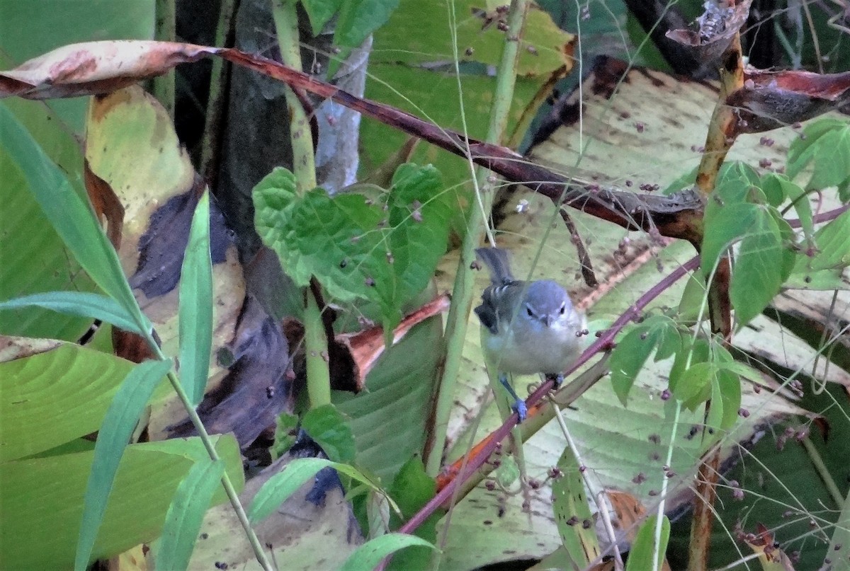 Bell's Vireo - Enrique Choussy Rusconi