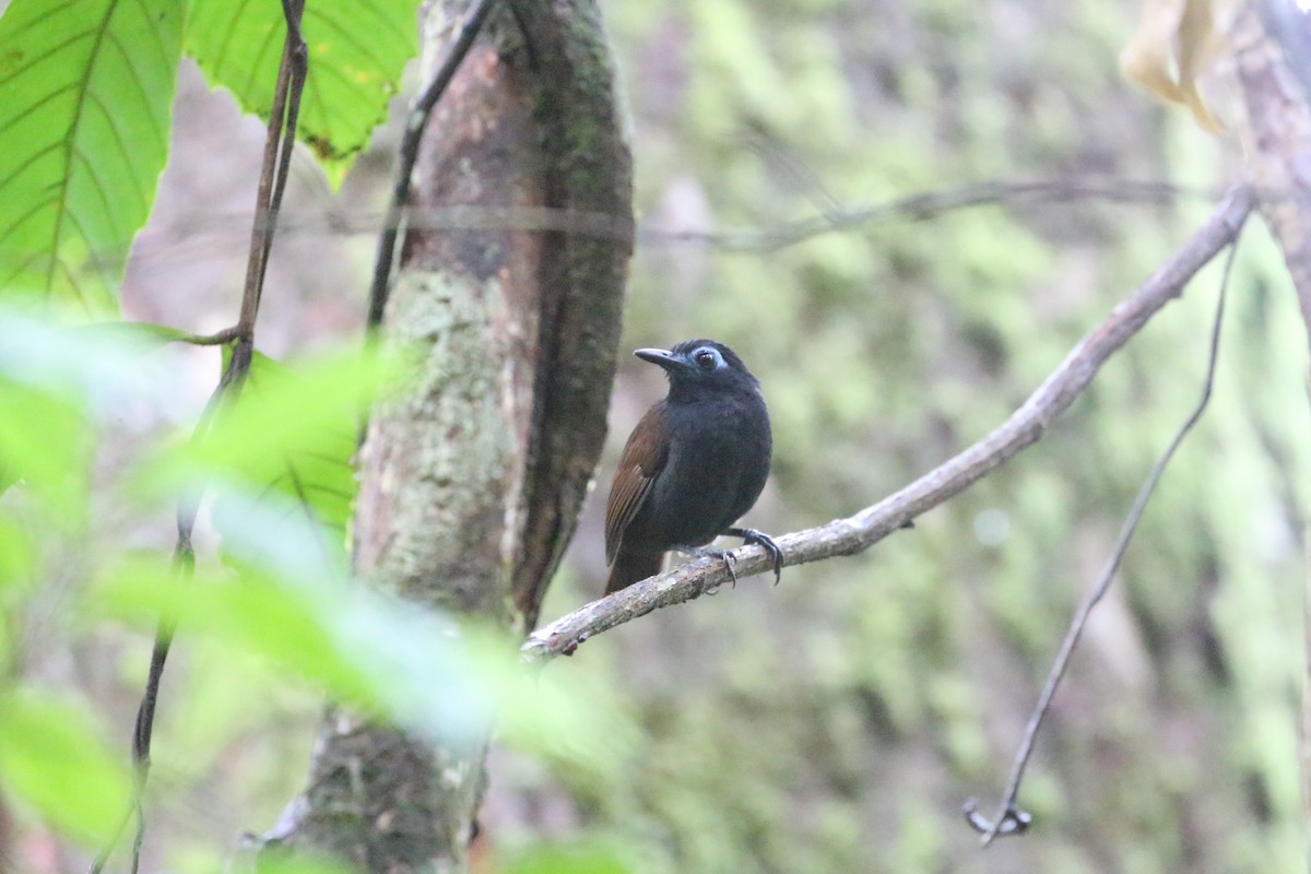 Chestnut-backed Antbird - ML293146441