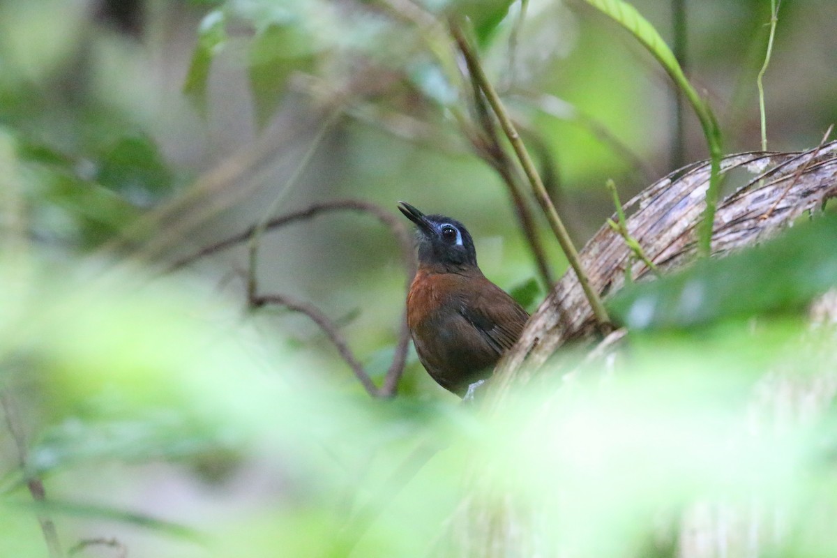 Chestnut-backed Antbird - ML293146461