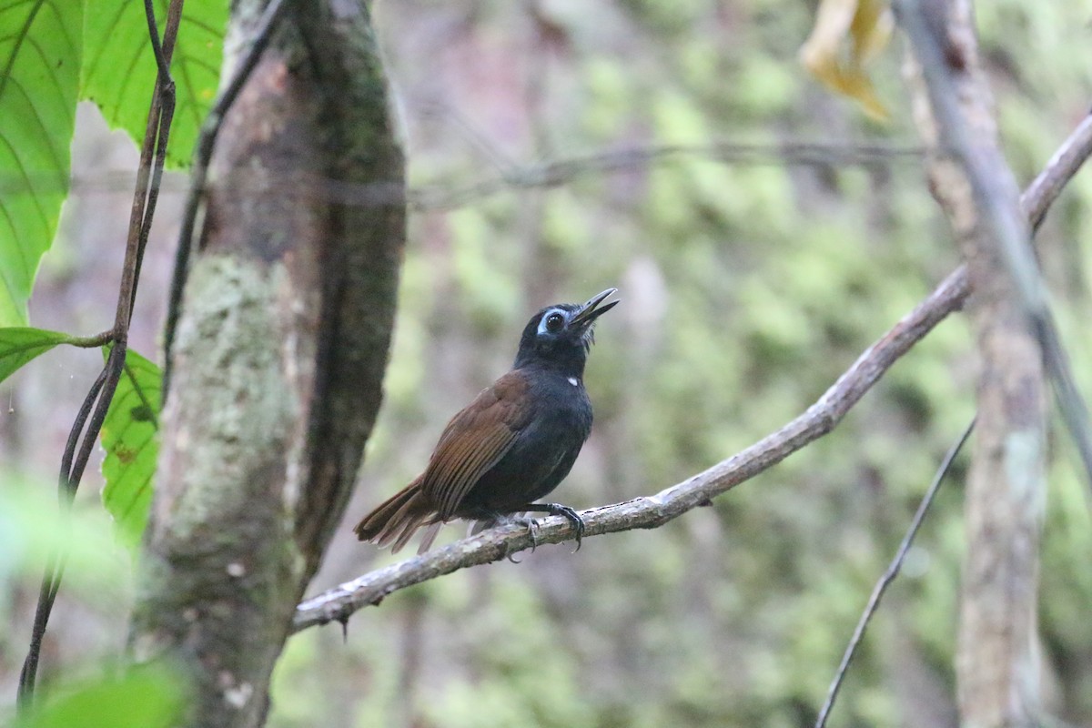 Chestnut-backed Antbird - ML293146471