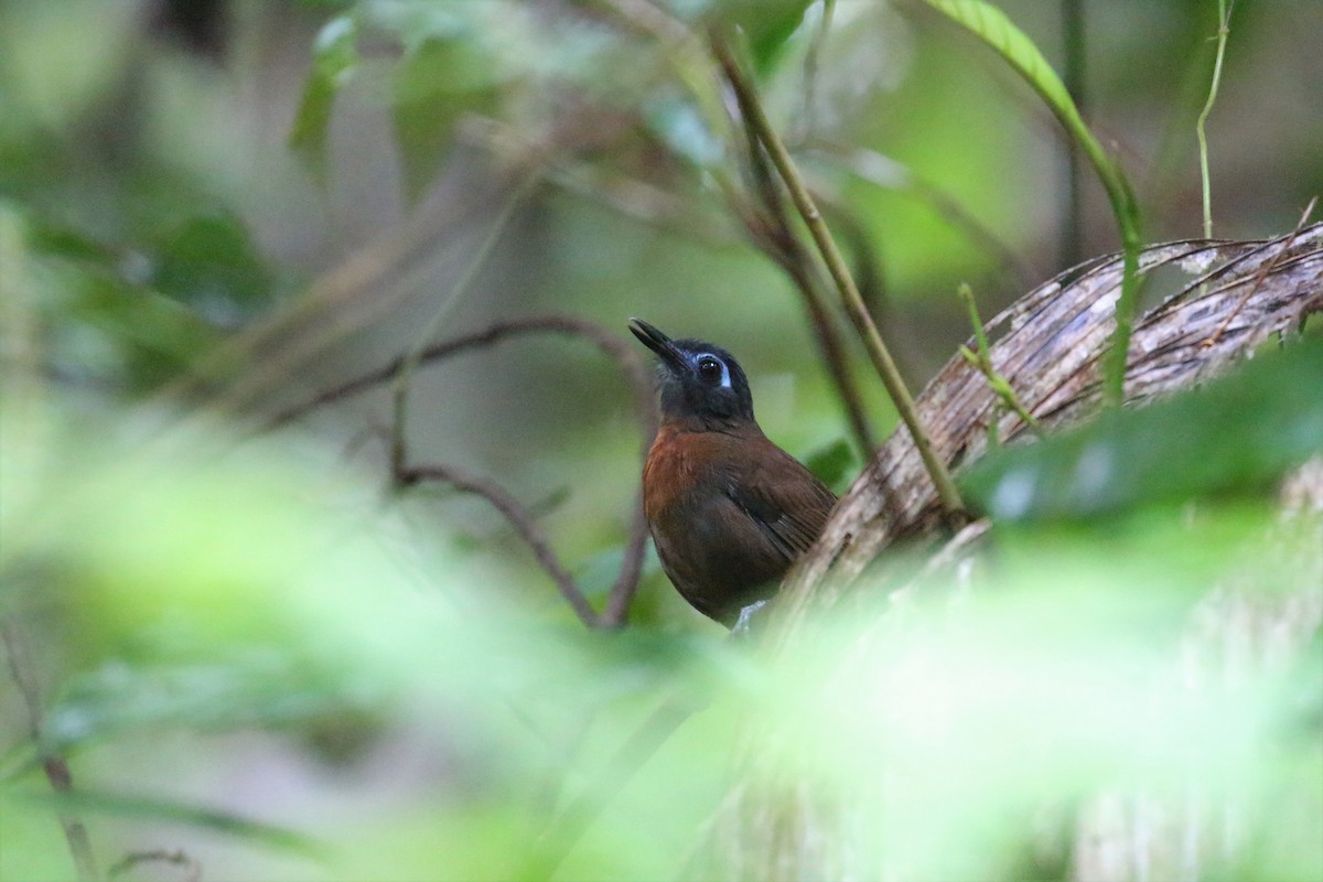 Chestnut-backed Antbird - ML293146491