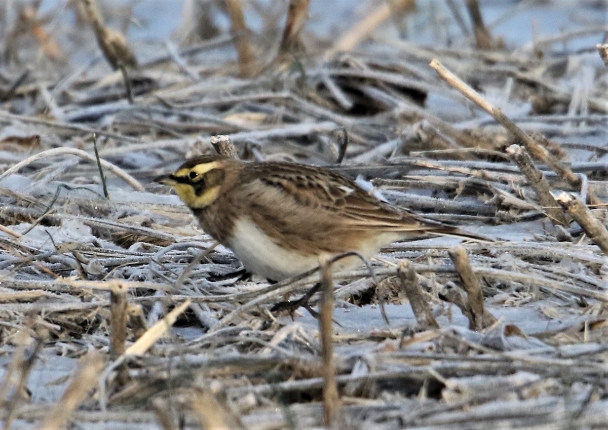 Horned Lark (Eastern dark Group) - Jim Stasz