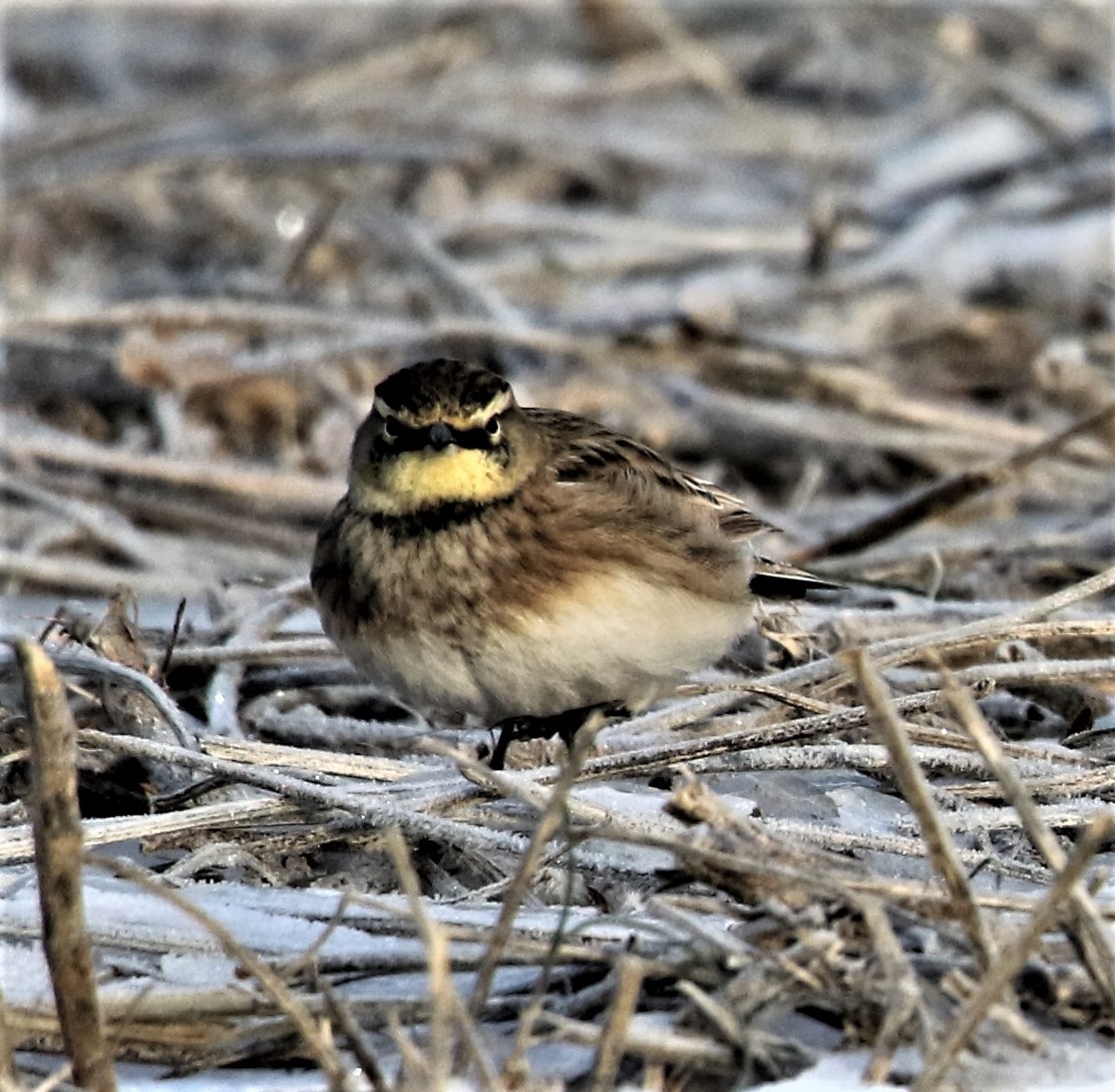 Horned Lark (Eastern dark Group) - ML293148441