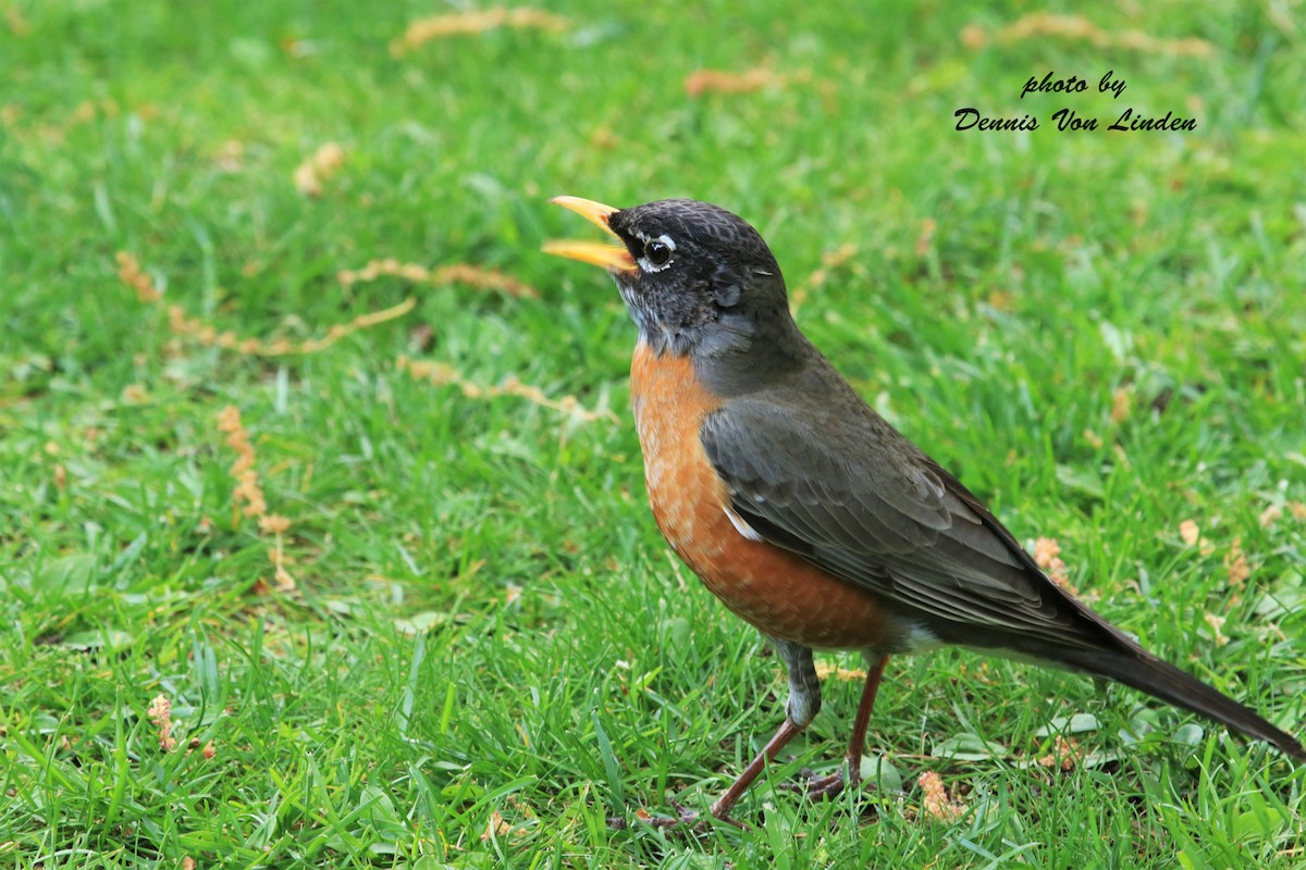 American Robin - Dennis Von Linden