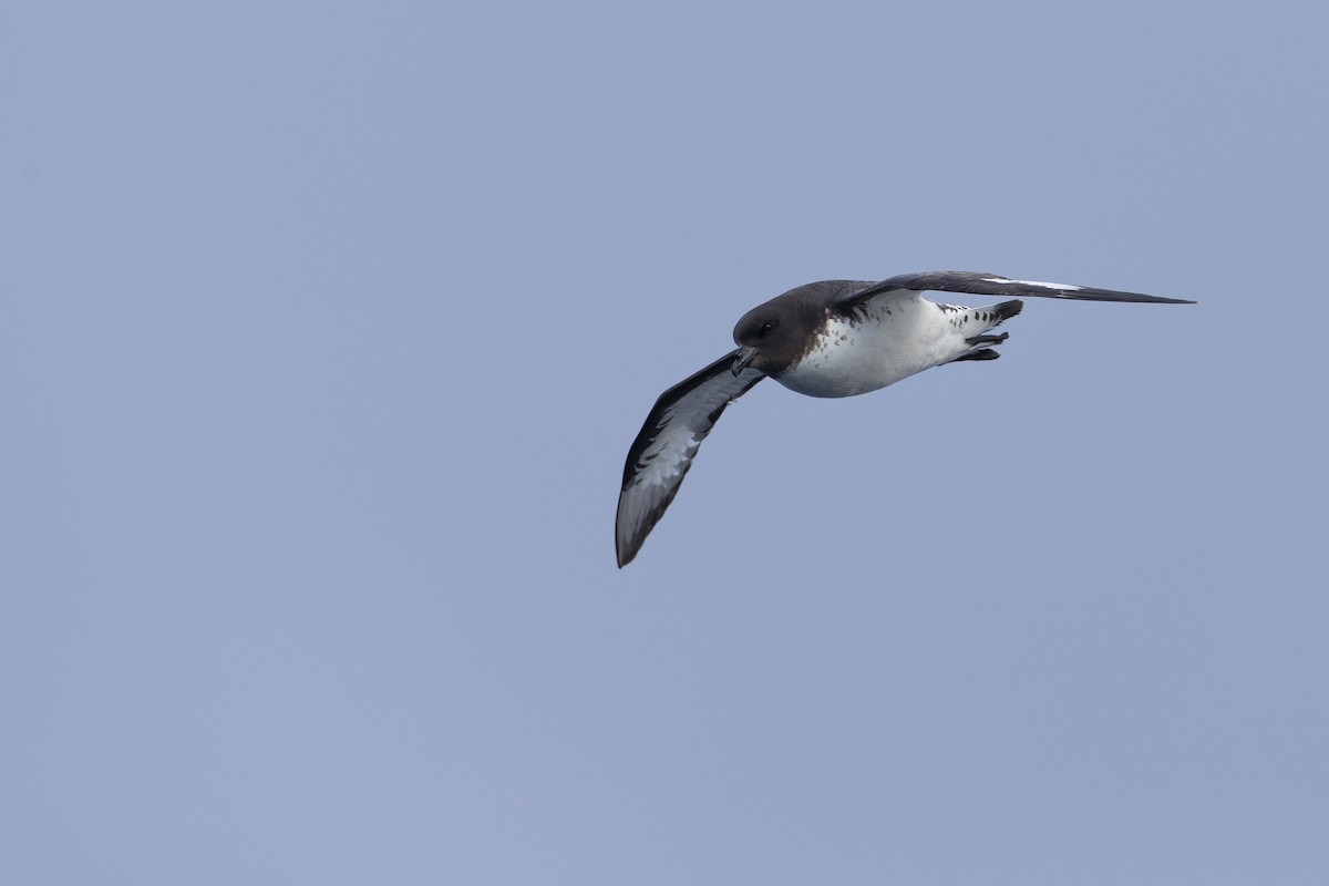 Капский голубок (australe) - ML293149691