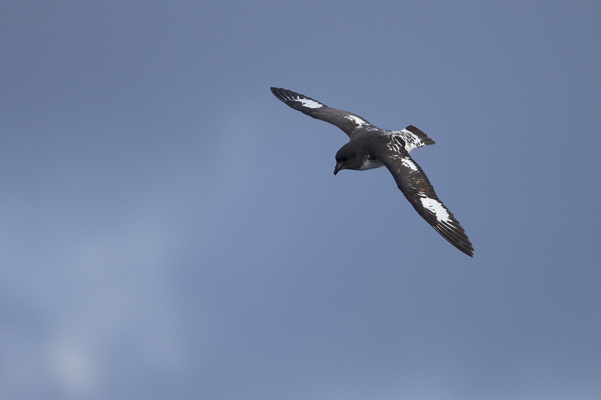 Капский голубок (australe) - ML293149701
