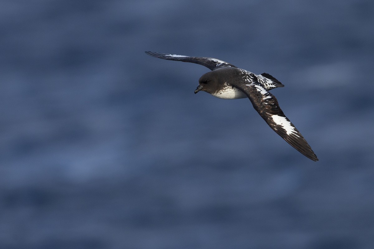 Cape Petrel (Snares) - ML293149731