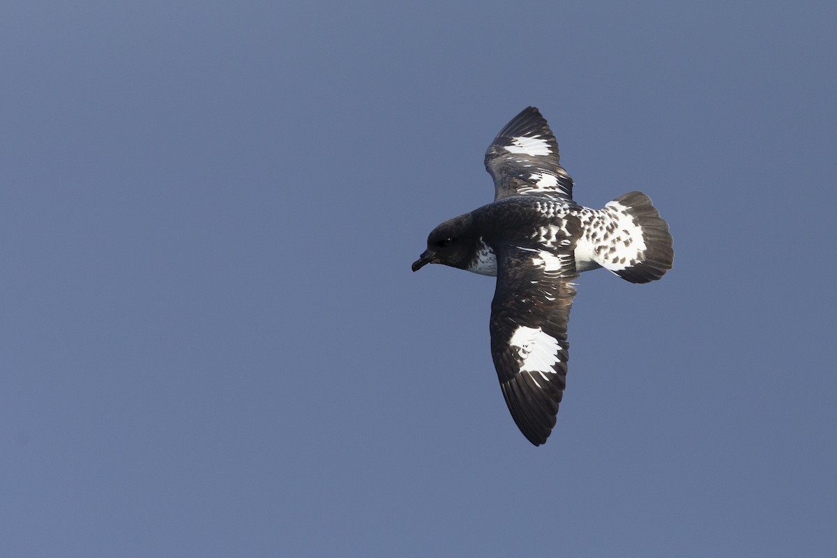 Cape Petrel (Snares) - ML293149741