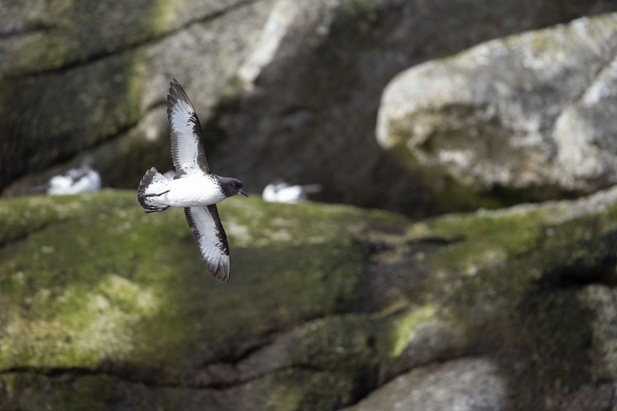 Cape Petrel (Snares) - ML293149751