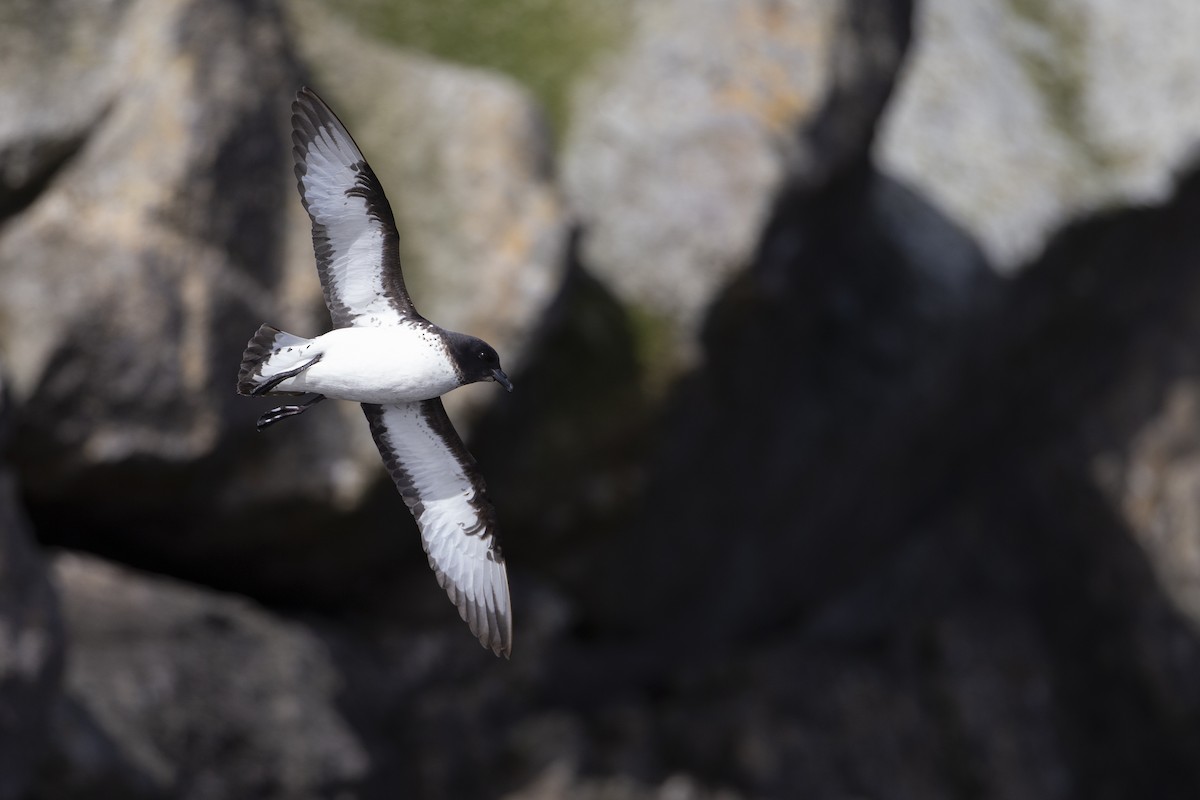 Cape Petrel (Snares) - ML293149791