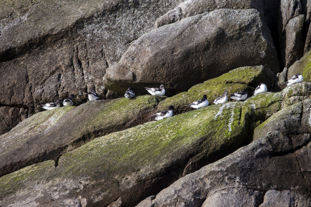 Cape Petrel (Snares) - ML293149821