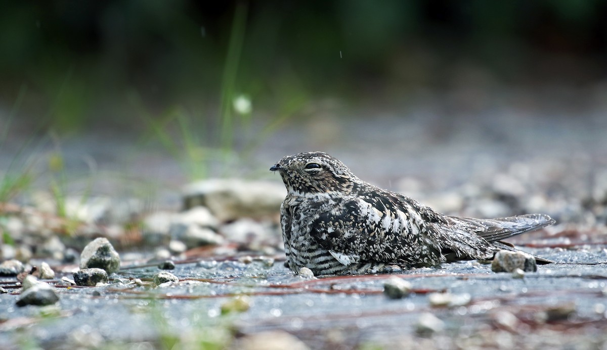 Antillean Nighthawk - Andrew Spencer