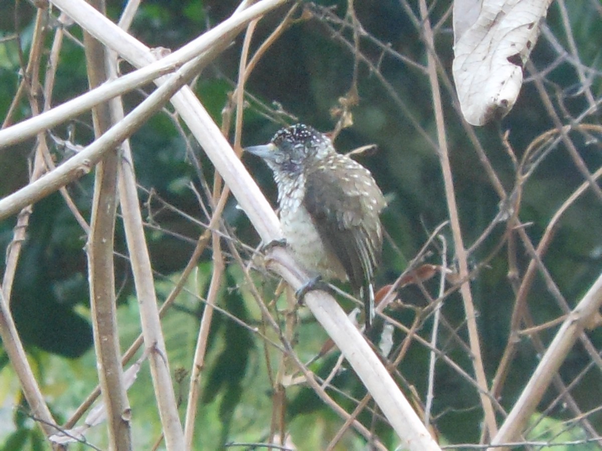 Arrowhead Piculet - Daniel Romney