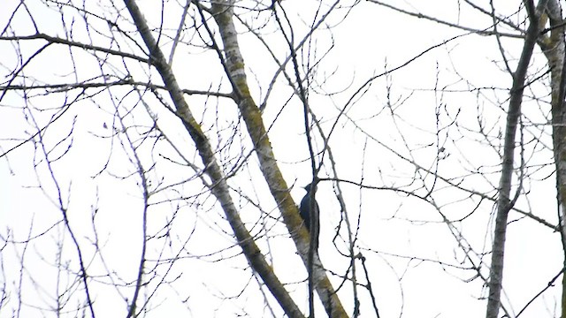 Black Woodpecker - ML293154181