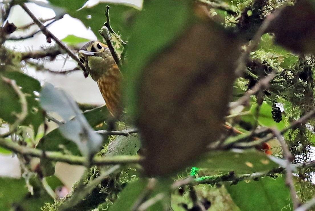 Scaly-throated Foliage-gleaner - ML293154361