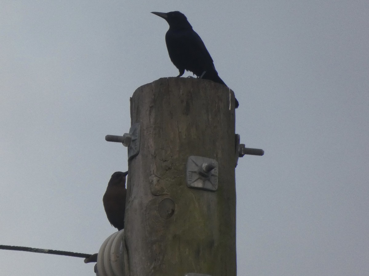 Boat-tailed Grackle - ML293154371