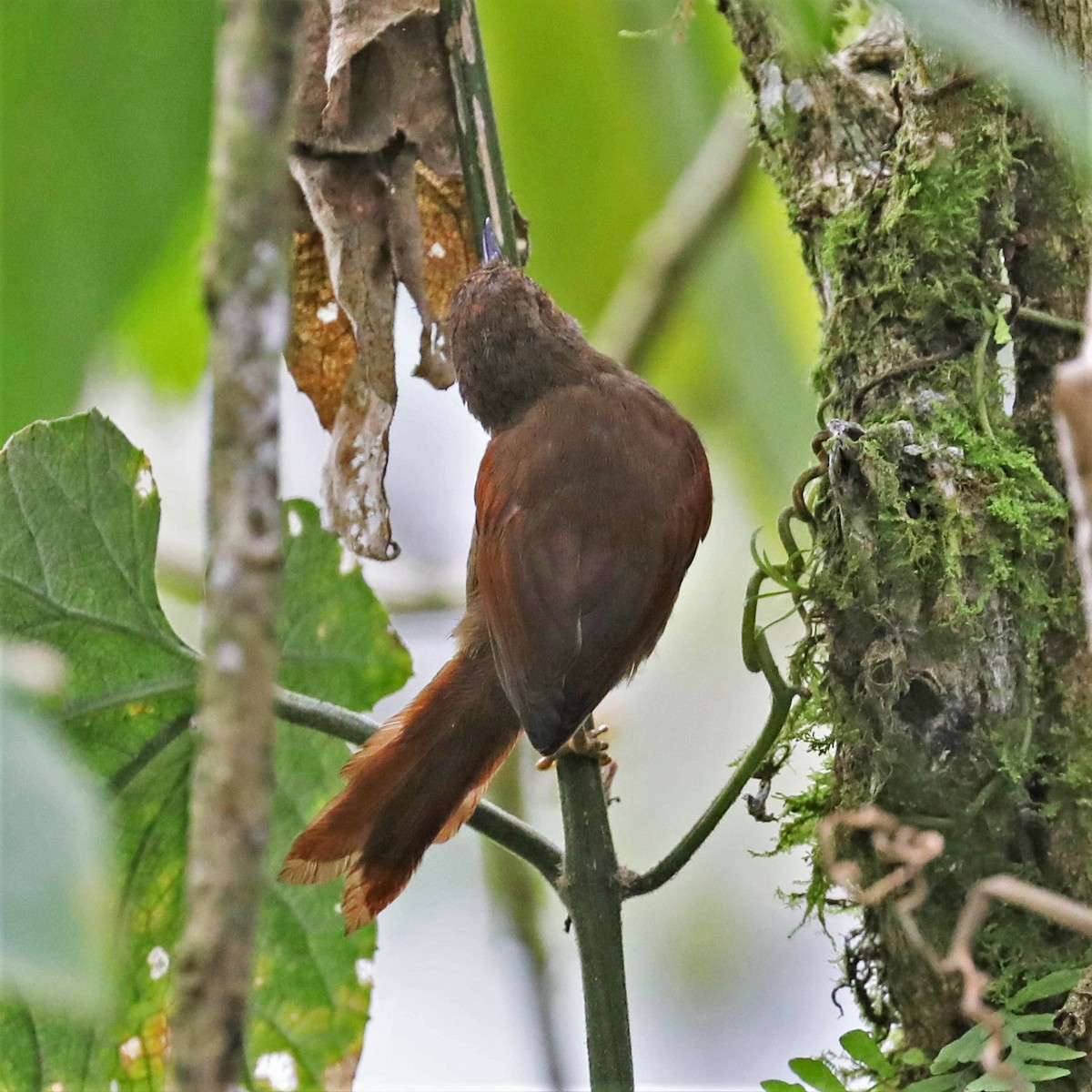 Scaly-throated Foliage-gleaner - ML293154511