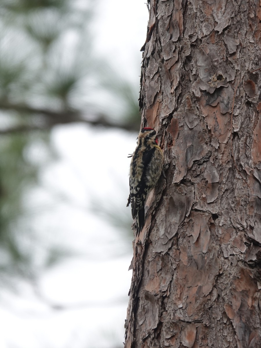 Yellow-bellied Sapsucker - ML293154771