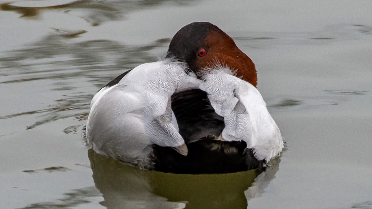 Canvasback - ML293155391