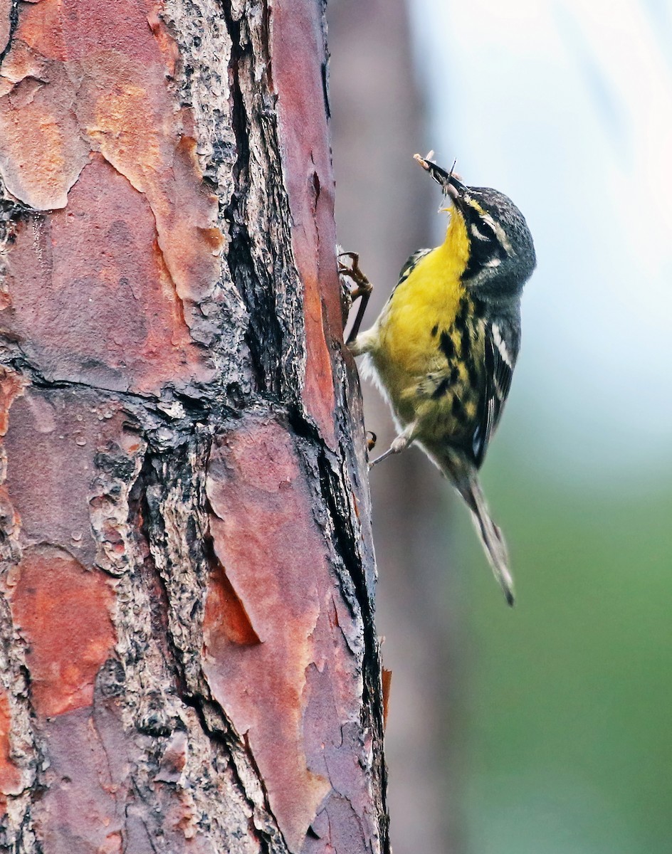 Bahama Warbler - ML29315551