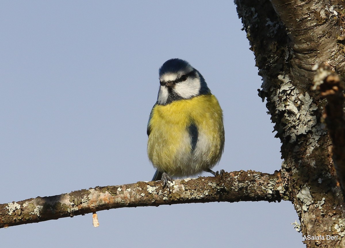 Eurasian Blue Tit - ML293155971