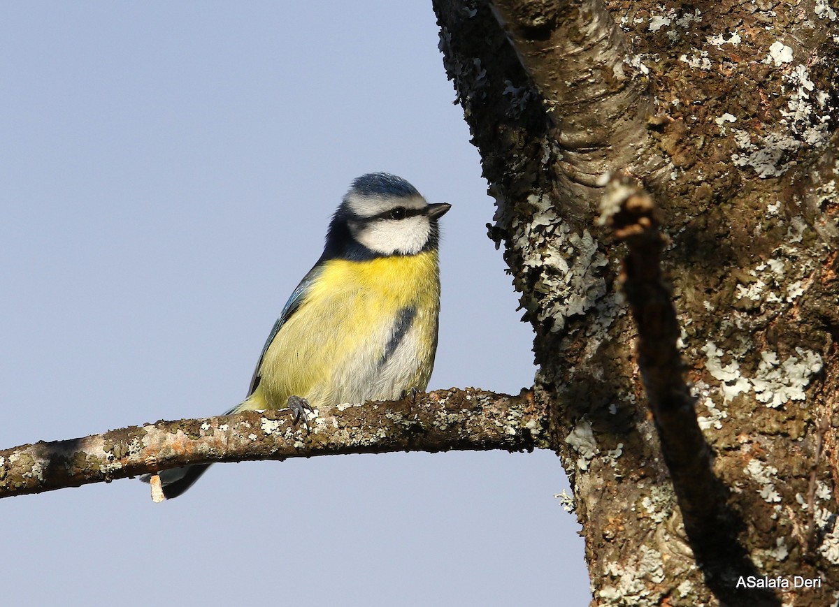 Eurasian Blue Tit - ML293155981