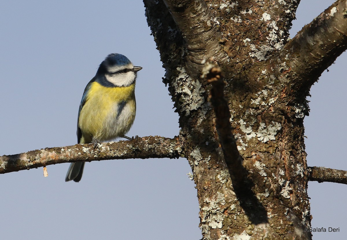 Eurasian Blue Tit - ML293155991