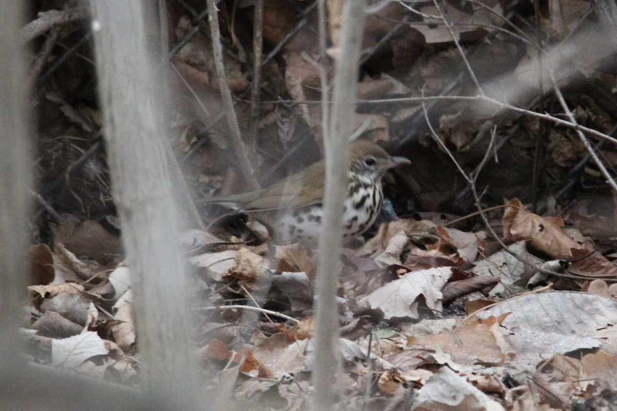 Wood Thrush - Travis Kaye