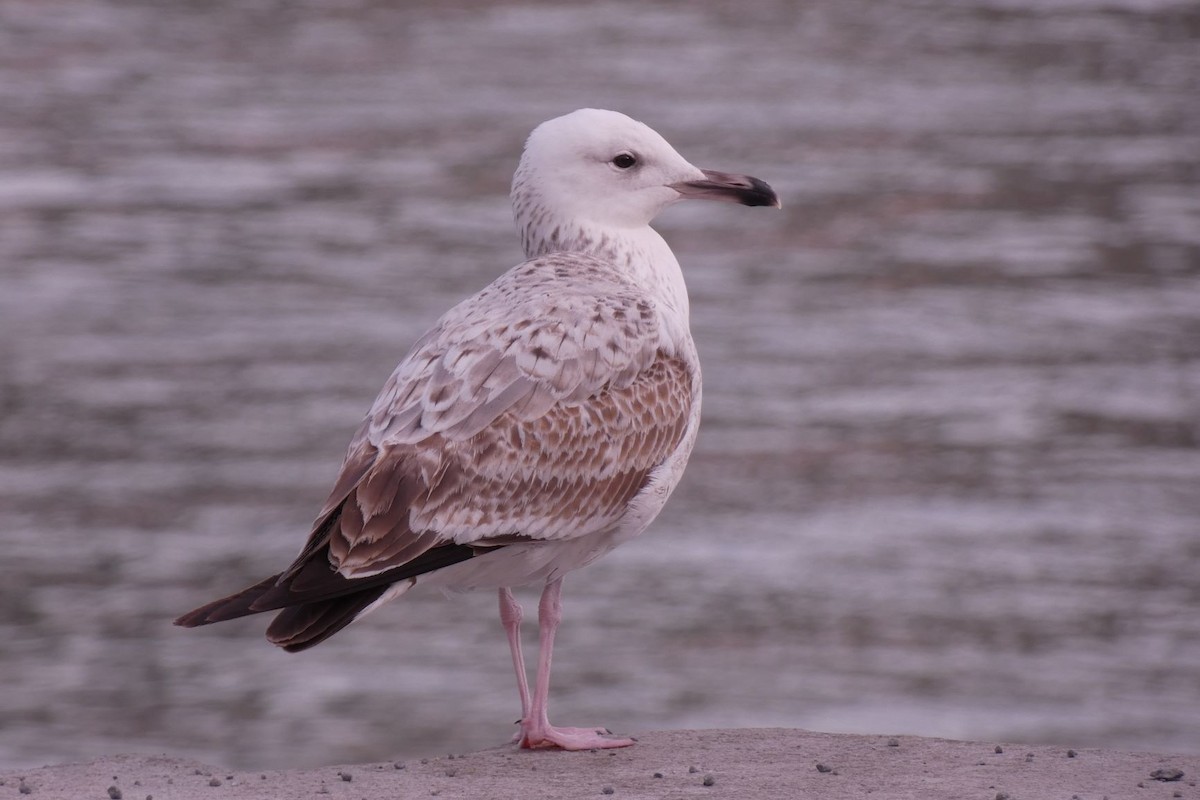 Caspian Gull - Joseba Amenabar