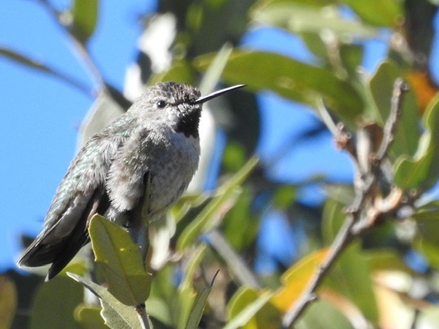 Anna's Hummingbird - ML293159201