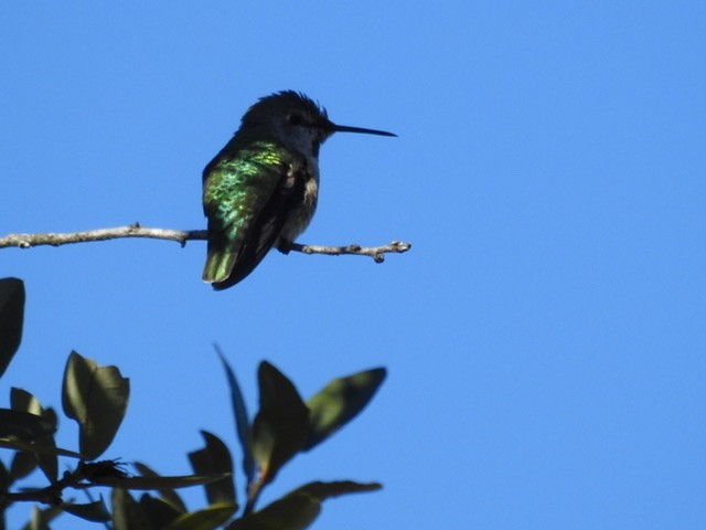 Anna's Hummingbird - ML293159211