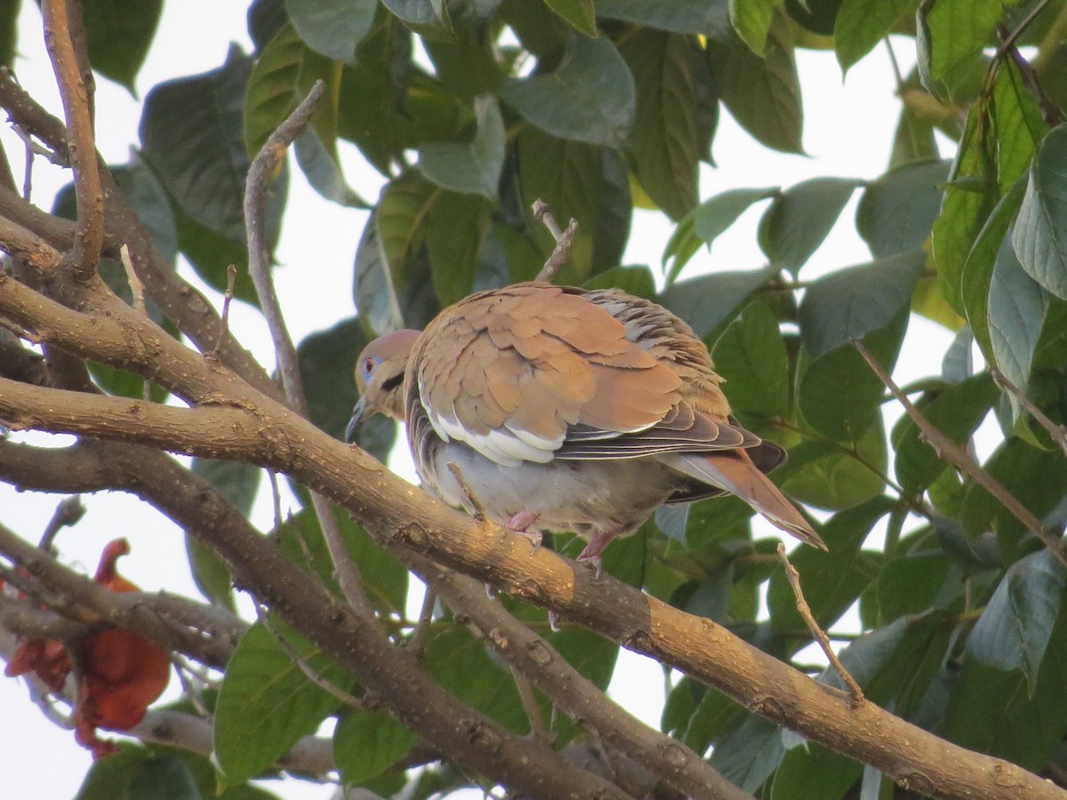 White-winged Dove - ML293159421