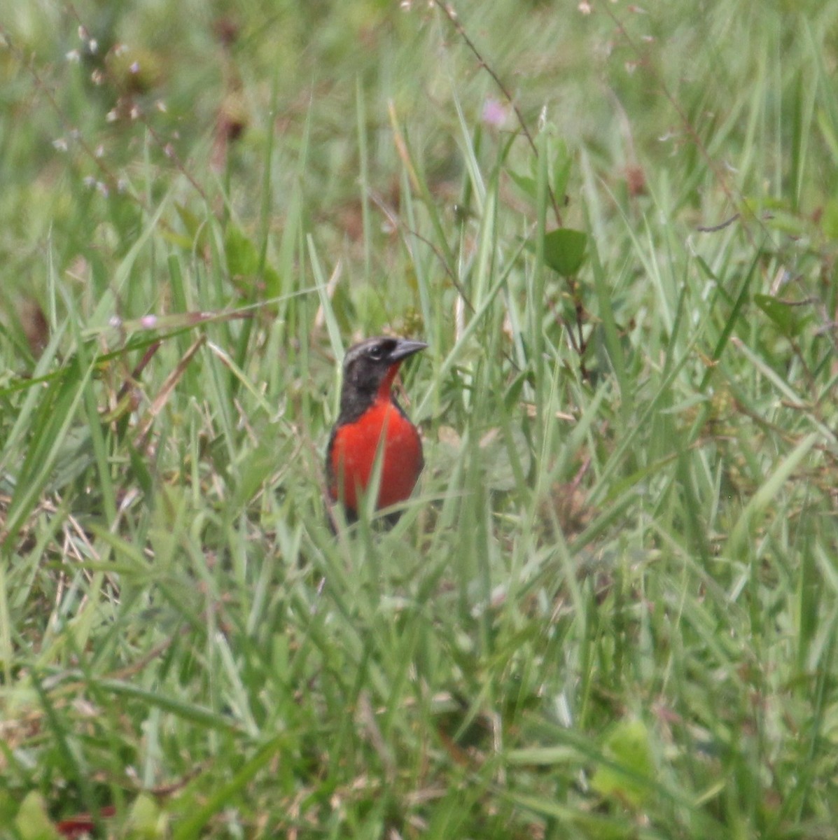 ムネアカマキバドリ - ML293164191