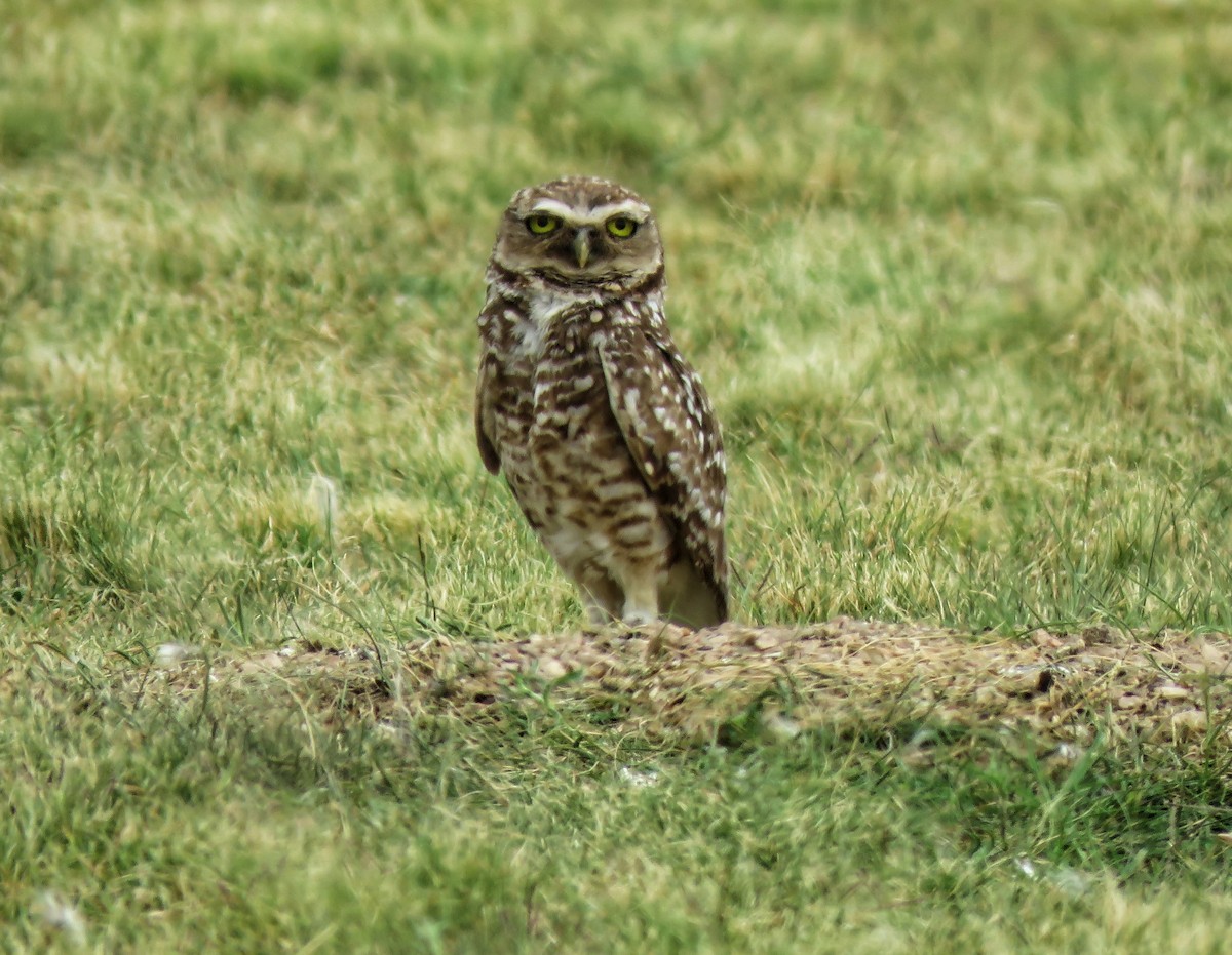 Burrowing Owl - ML293165251