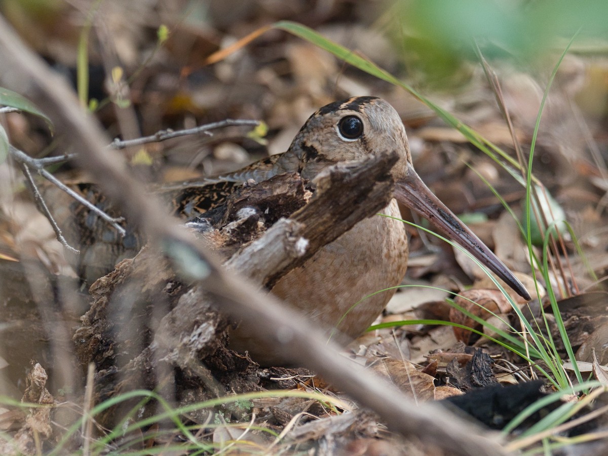 American Woodcock - Eric Carpenter