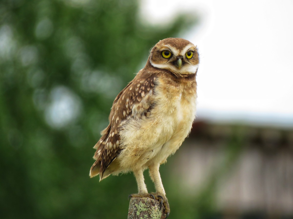 Burrowing Owl - ML293165281